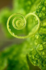 Green Spiral